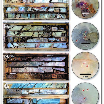 Figure 2: Photographs of quartz vein intervals intersected in HQ-sized diamond drill holes: a) BUCK-018, b) BUCK-019, c) BUCK-020 and d) BUCK-021 with examples of visible gold noted in each intersection depicted at right, indicated by red arrows. Assay results pending. Scale as noted.
